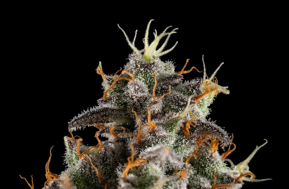 The Cannabis Accessory Upgrade