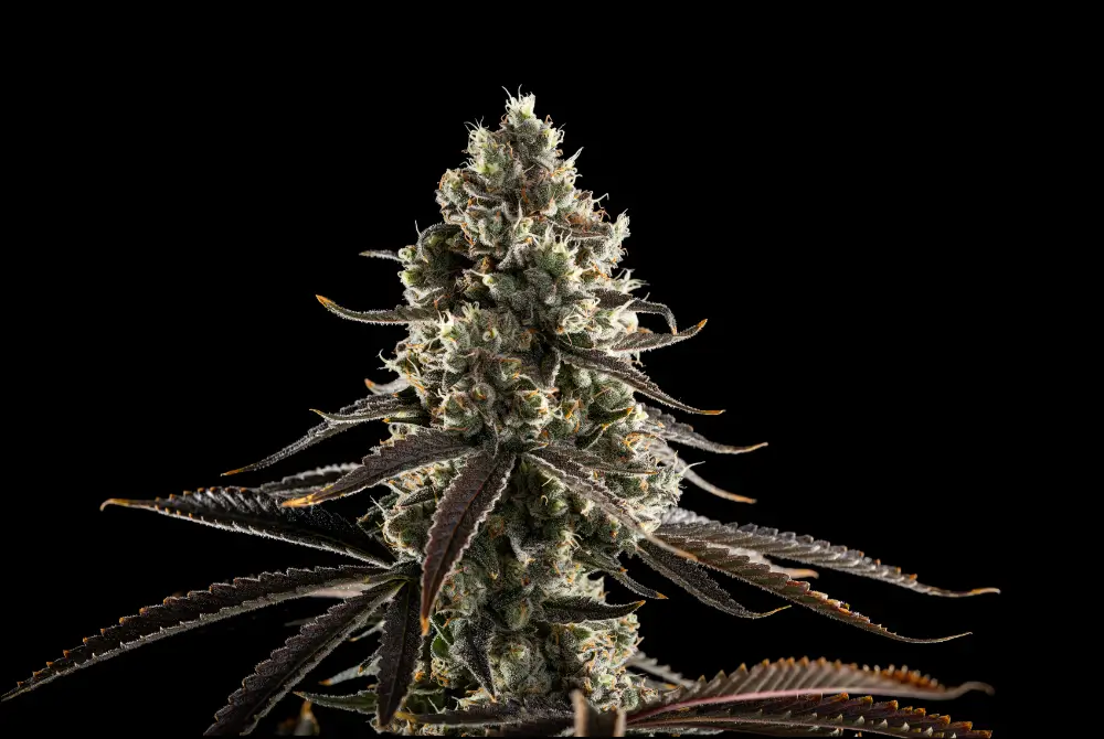The Cannabis Accessory Upgrade